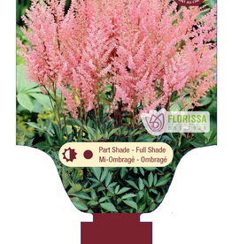 Astilbe Erika 1gal
