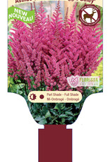 Astilbe Maggie Daley 1gal