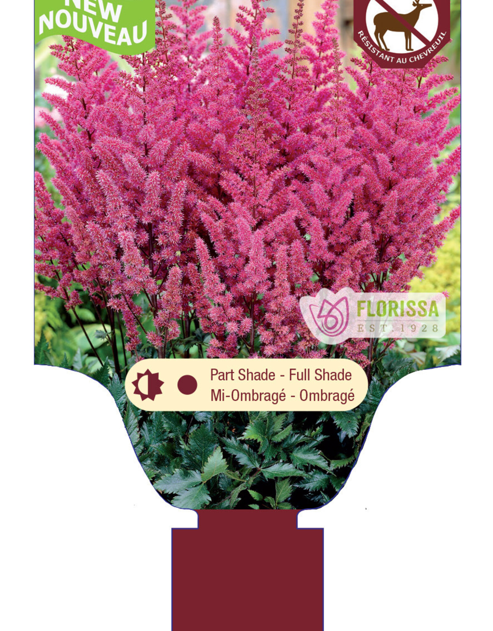 Astilbe Maggie Daley 1gal