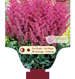 Astilbe Maggie Daley 1gal