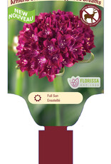 Armeria Dreameria Hypnotic Dreams 1gal