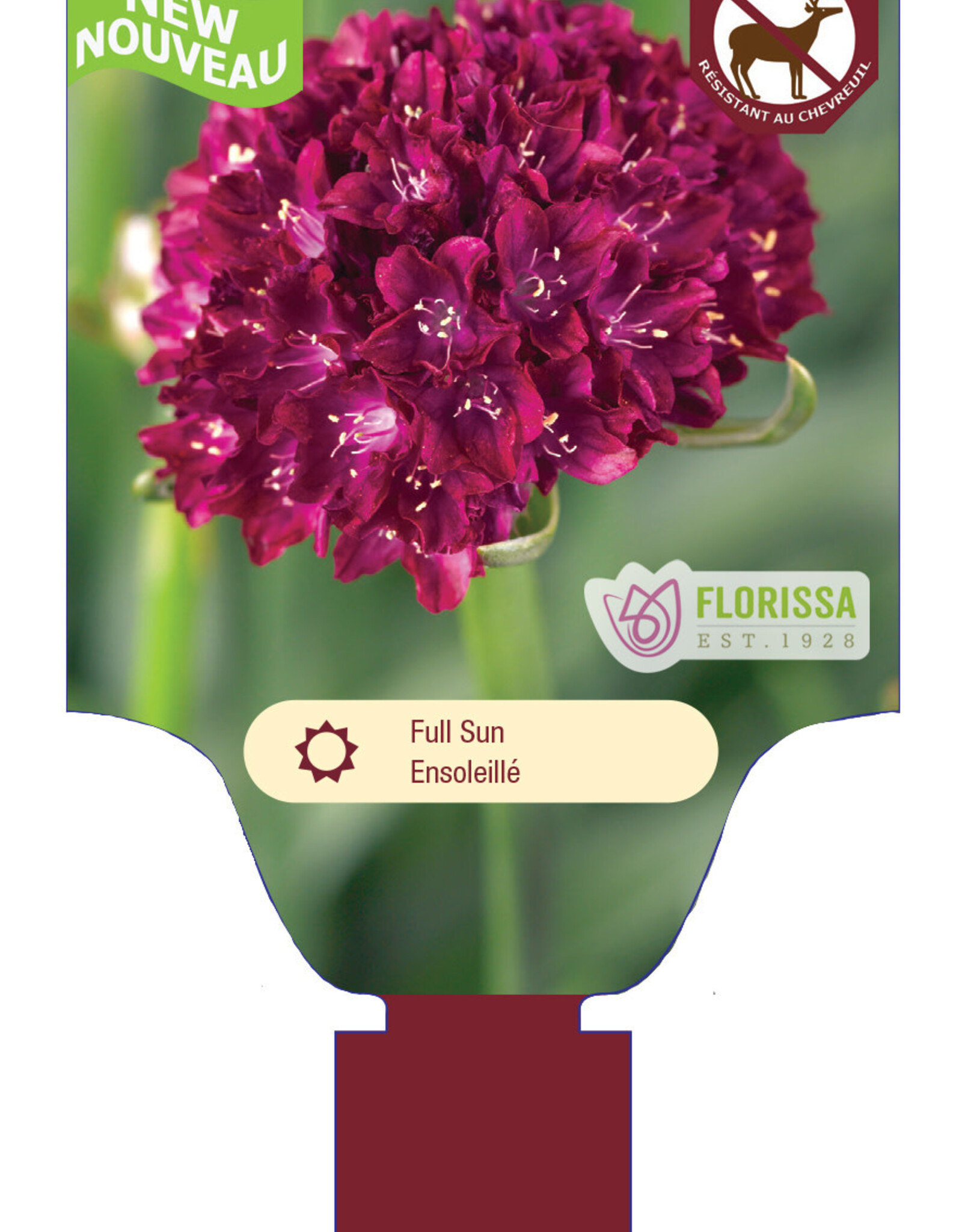Armeria Dreameria Hypnotic Dreams 1gal