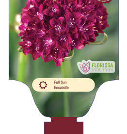 Armeria Dreameria Hypnotic Dreams 1gal