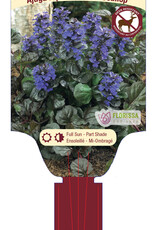 Ajuga Black Scallop 4inch