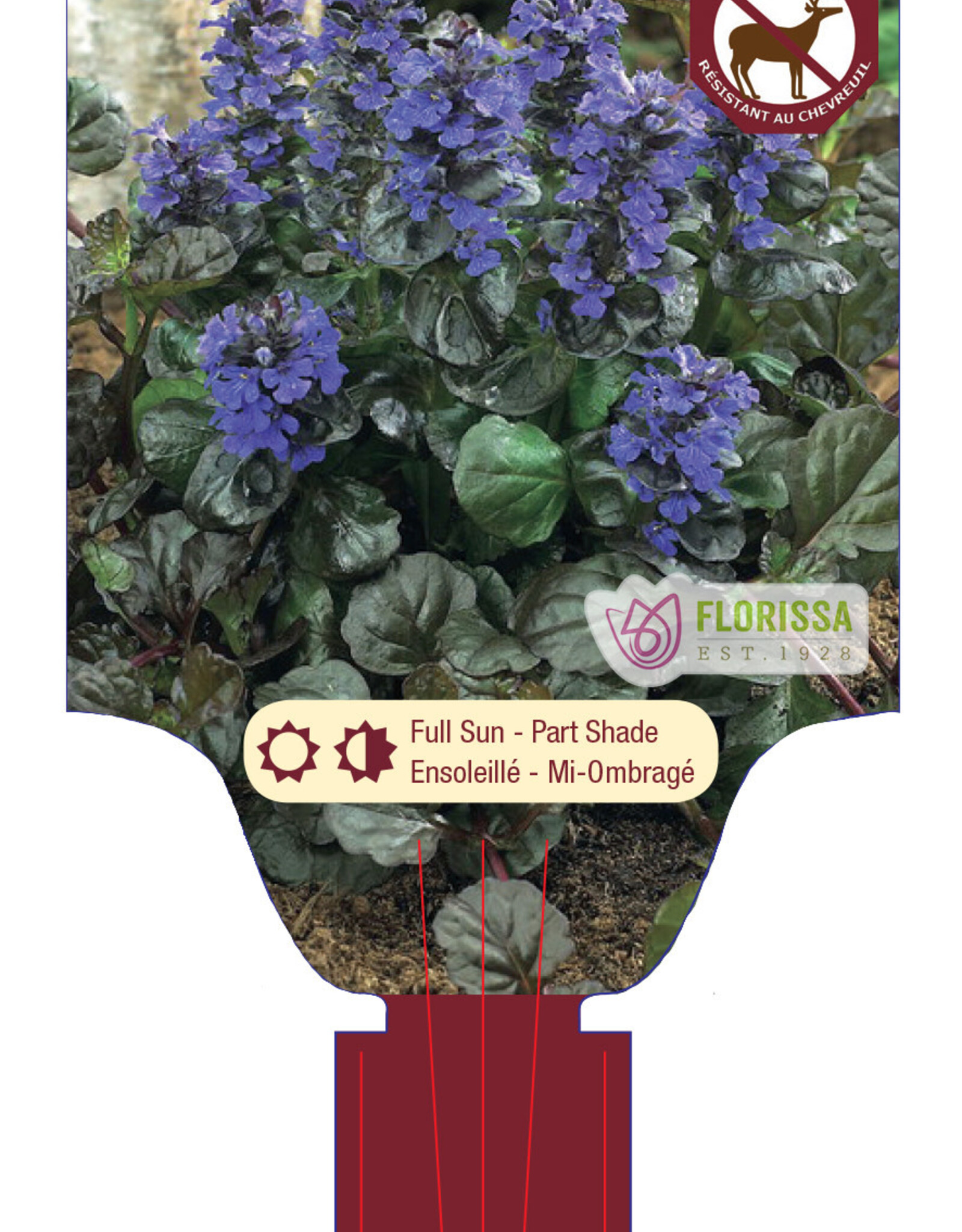 Ajuga Black Scallop 4inch