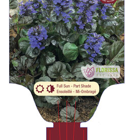 Ajuga Black Scallop 4inch