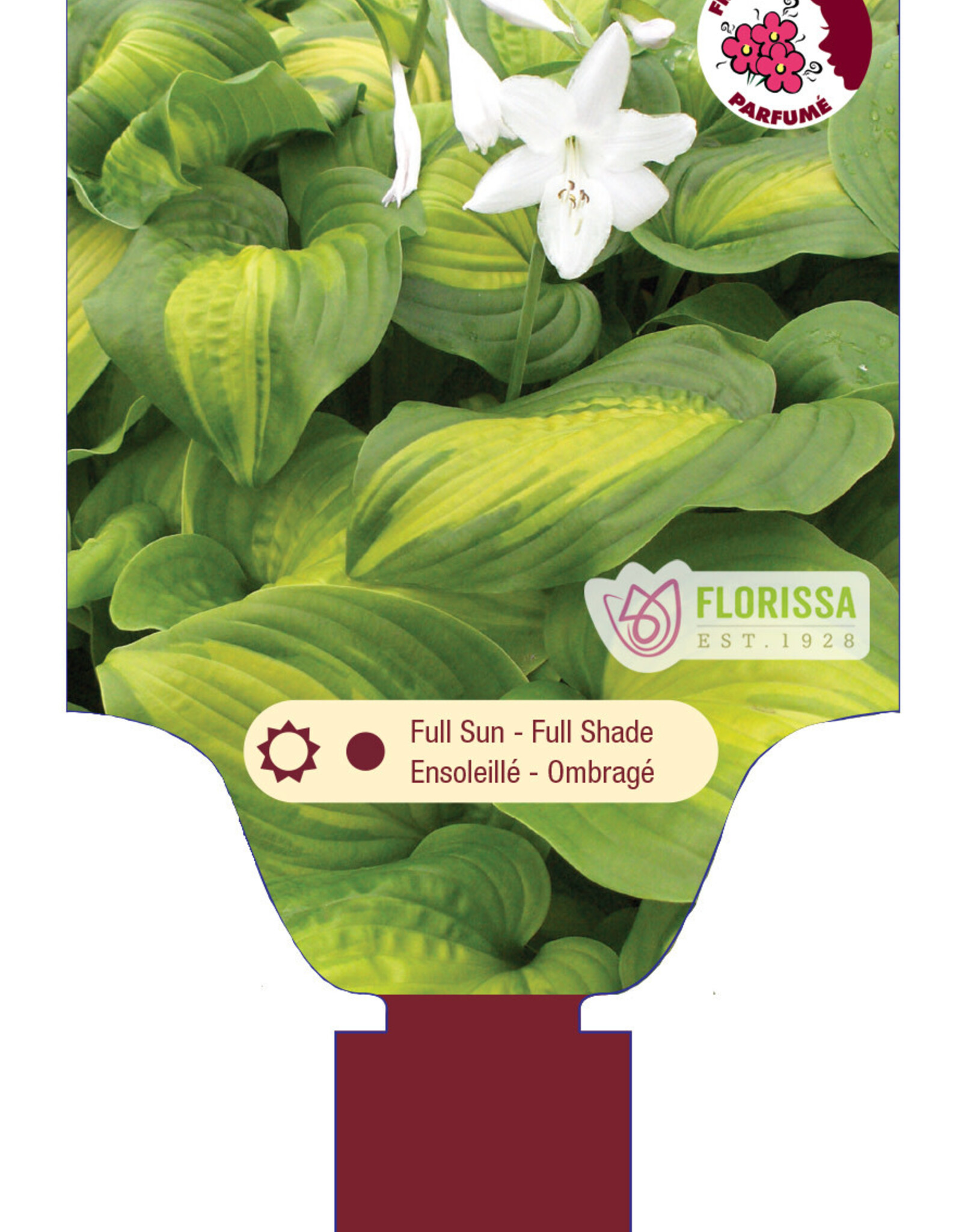 Hosta Avocado 1gal