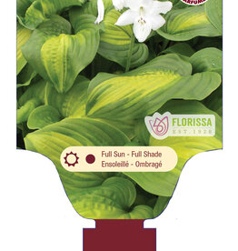 Hosta Avocado 1gal