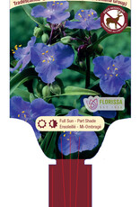 Spiderwort - Zwaneburg Blue 1gal