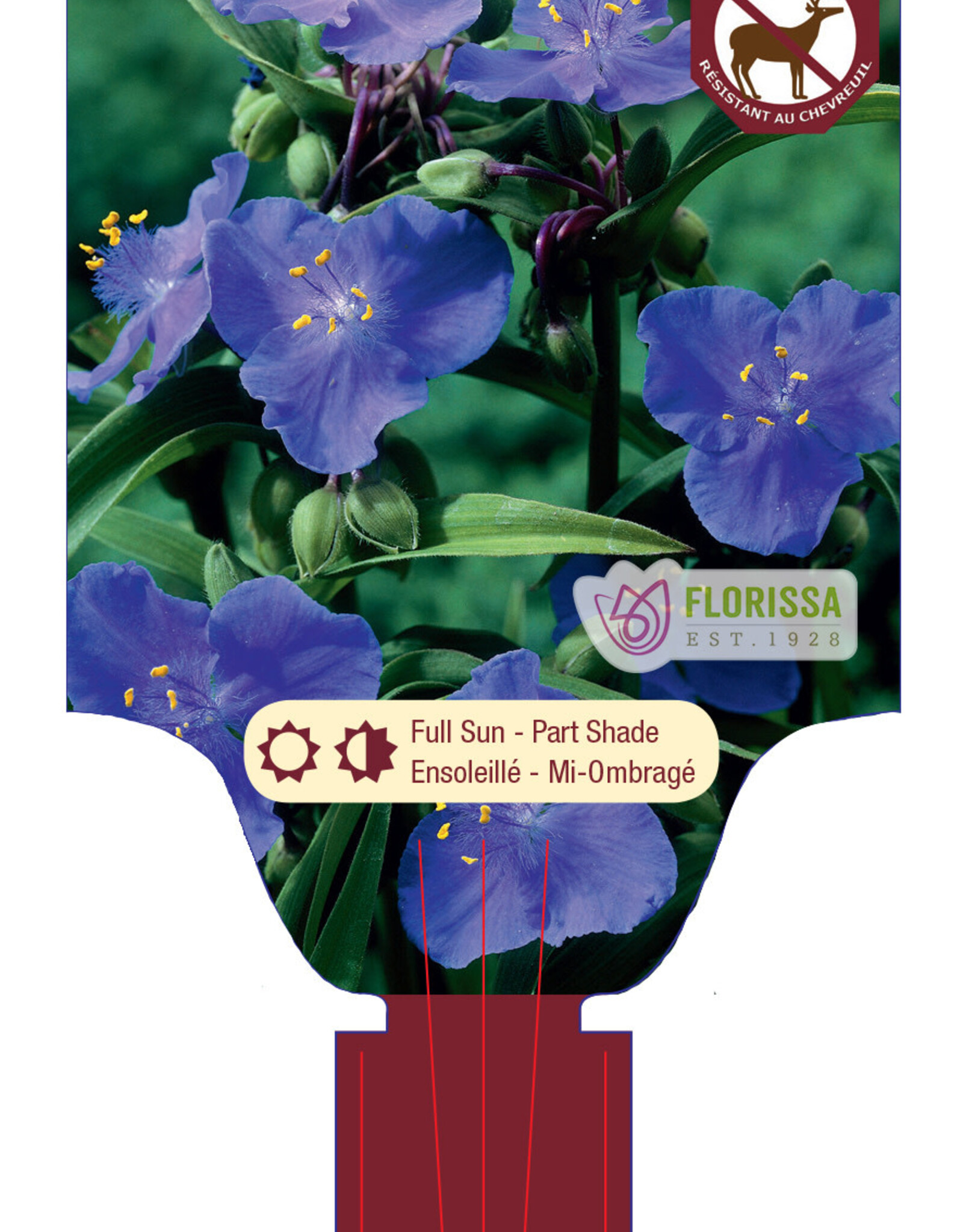 Spiderwort - Zwaneburg Blue 1gal