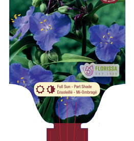 Spiderwort - Zwaneburg Blue 1gal