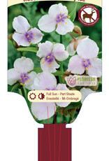 Spiderwort - Tradescantia Bilberry Ice 1gal