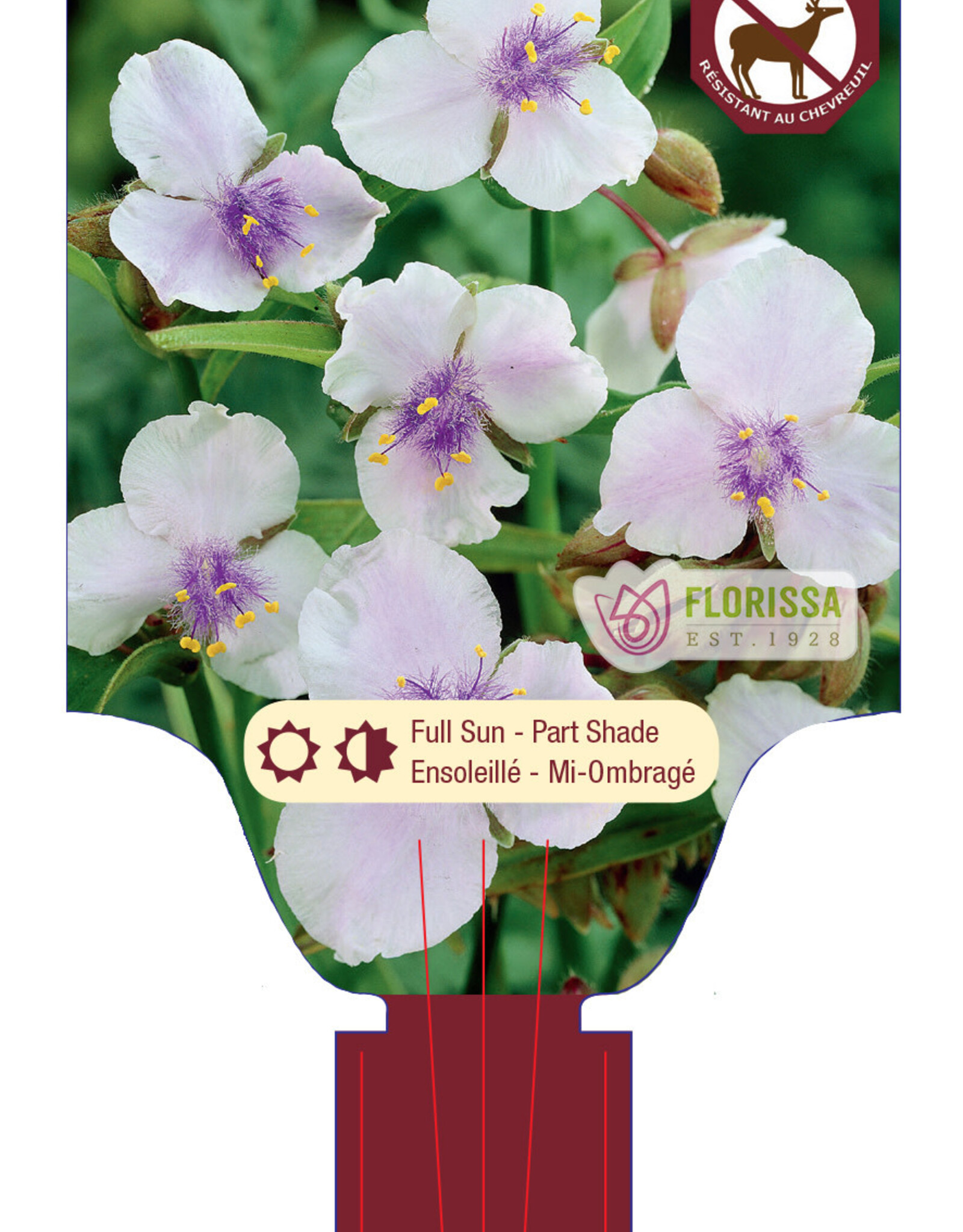 Spiderwort - Tradescantia Bilberry Ice 1gal