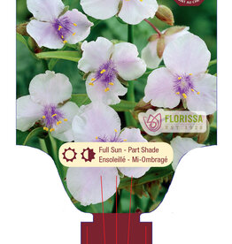 Spiderwort - Tradescantia Bilberry Ice 1gal
