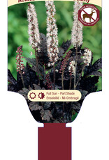 Actaea - Bugbane - Hillside Black Beauty 1gal