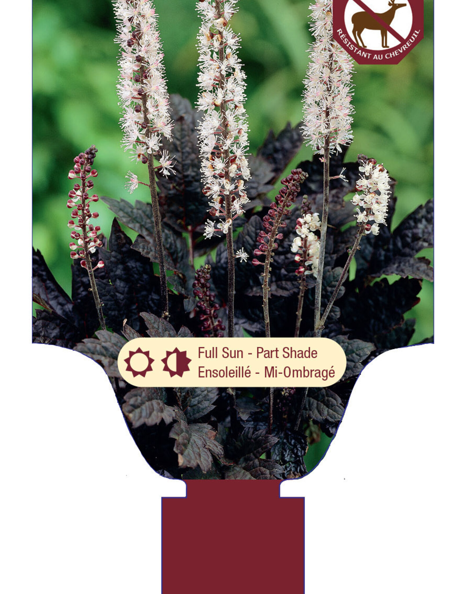 Actaea - Bugbane - Hillside Black Beauty 1gal