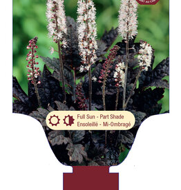 Actaea - Bugbane - Hillside Black Beauty 1gal