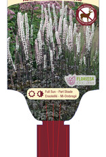 Actaea - Brunette 1gal