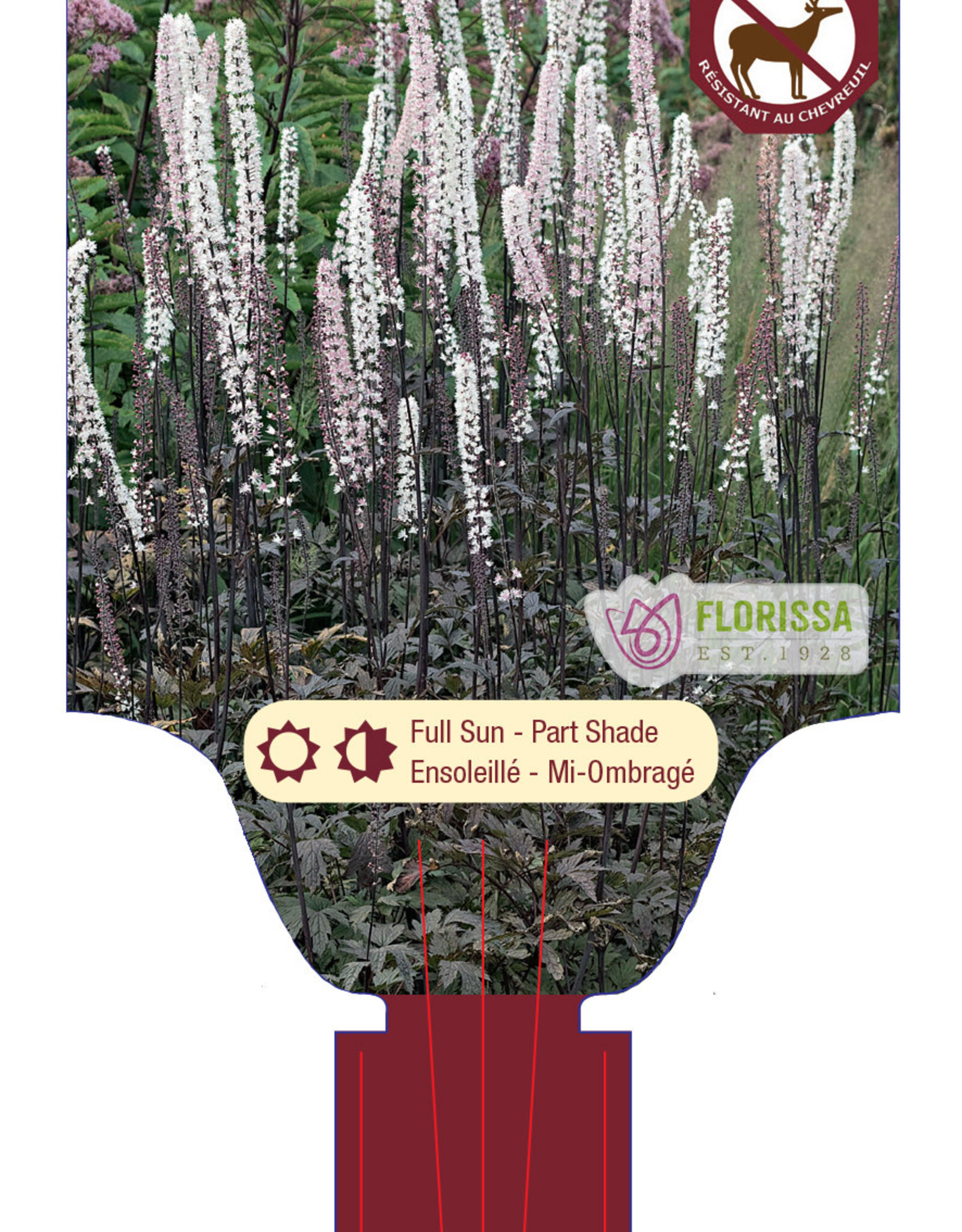 Actaea - Brunette 1gal