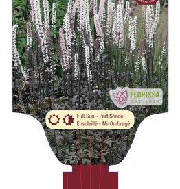 Actaea - Brunette 1gal