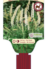 Actaea - Bugbane - White Pearl 1gal