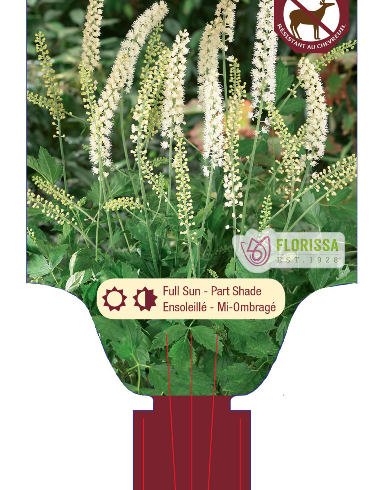 Actaea - Bugbane - White Pearl 1gal