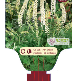 Actaea - Bugbane - White Pearl 1gal