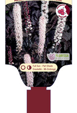 Actaea - Chocoholic 1gal