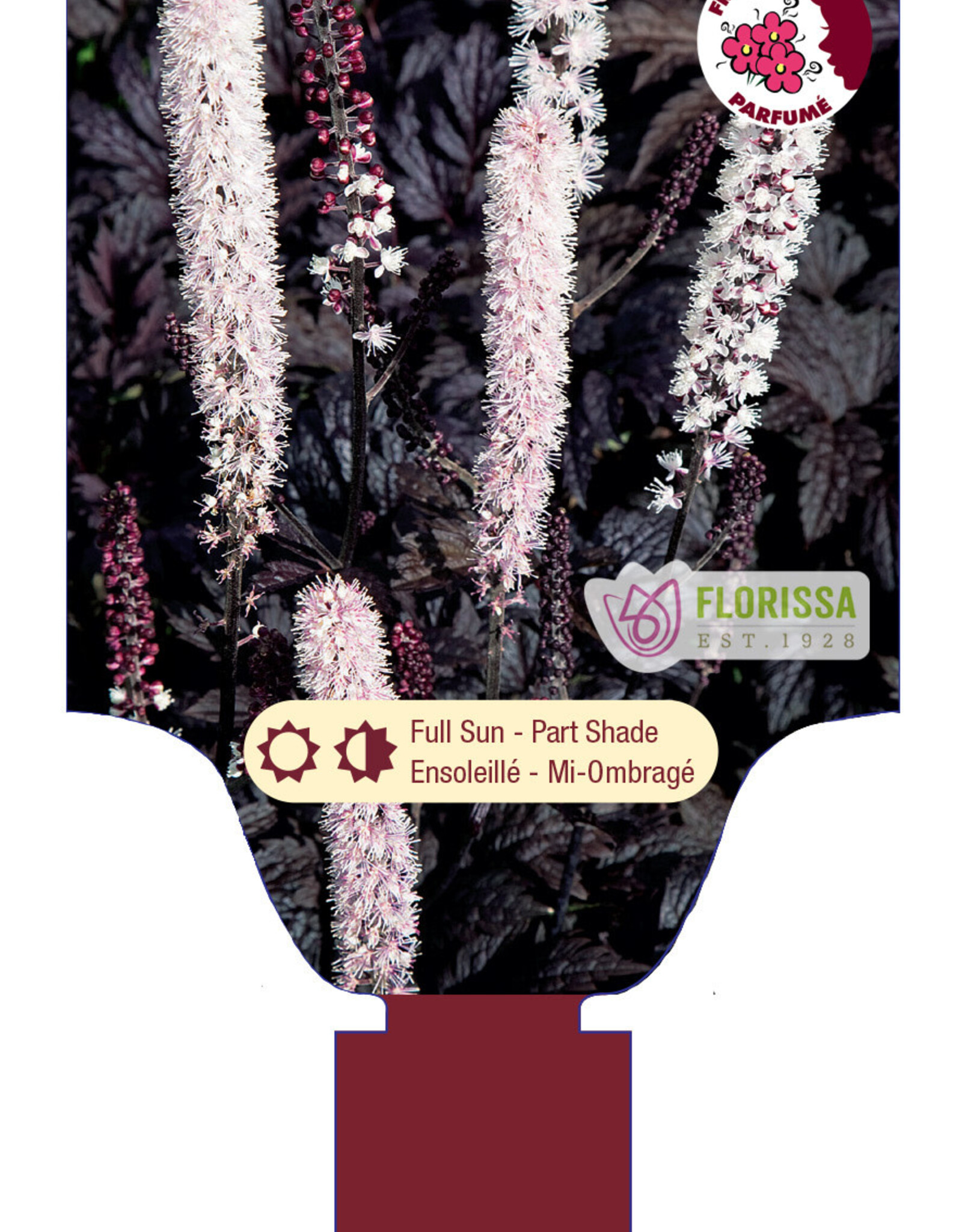 Actaea - Chocoholic 1gal