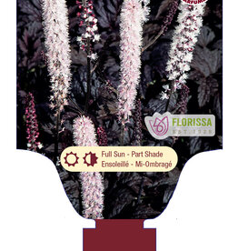 Actaea - Chocoholic 1gal