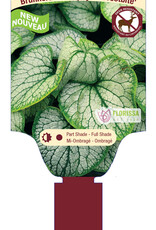 Brunnera Frostbite 1gal