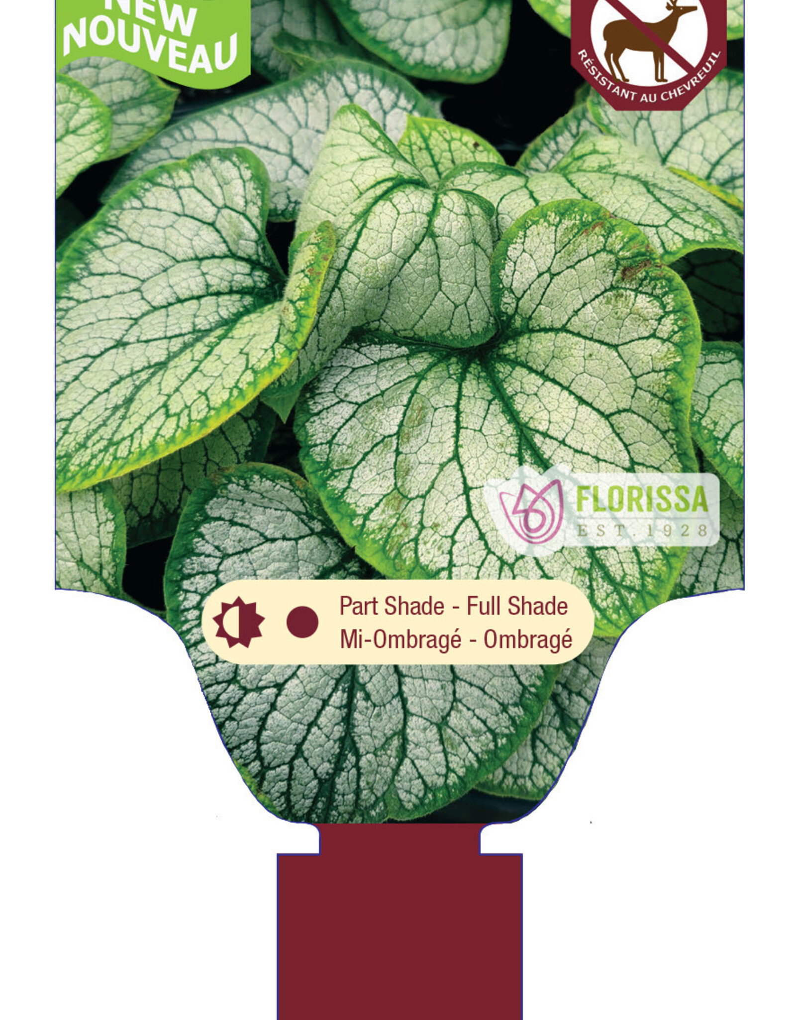 Brunnera Frostbite 1gal