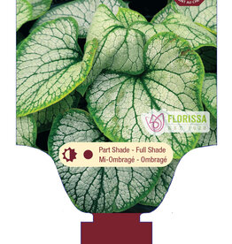 Brunnera Frostbite 1gal