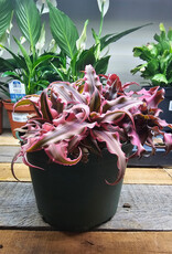 Bromeliad - Earth Star 15cm