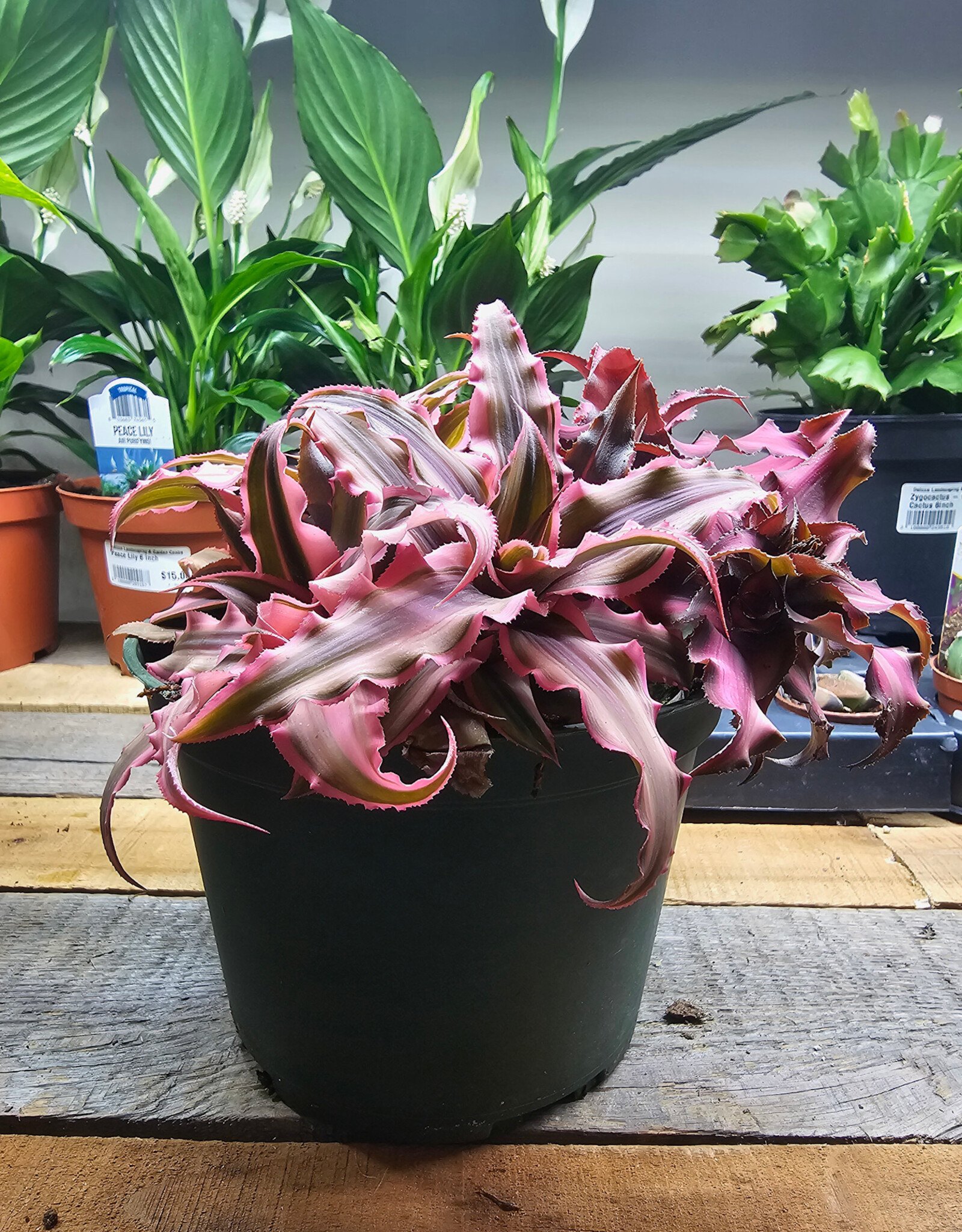 Bromeliad - Earth Star 15cm