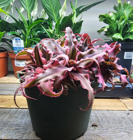 Bromeliad - Earth Star 15cm