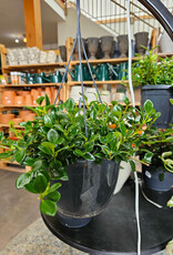 Goldfish Hanging Planter Assorted 24cm