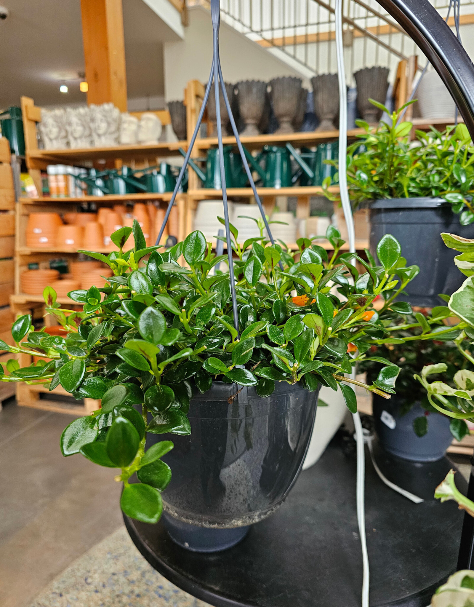 Goldfish Hanging Planter Assorted 24cm