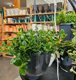 Goldfish Hanging Planter Assorted 24cm