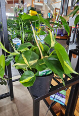 Philodendron Heart Leaf Assorted 4 inch