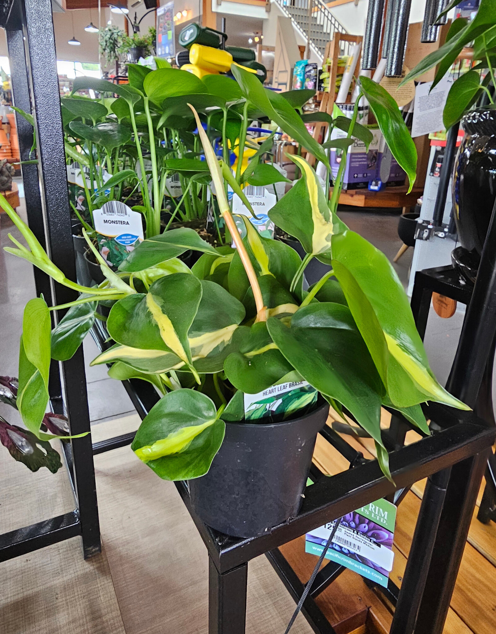 Philodendron Heart Leaf Assorted 4 inch