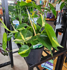 Philodendron Heart Leaf Assorted 4 inch