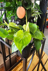 Philodendron Heart Leaf Assorted 4 inch