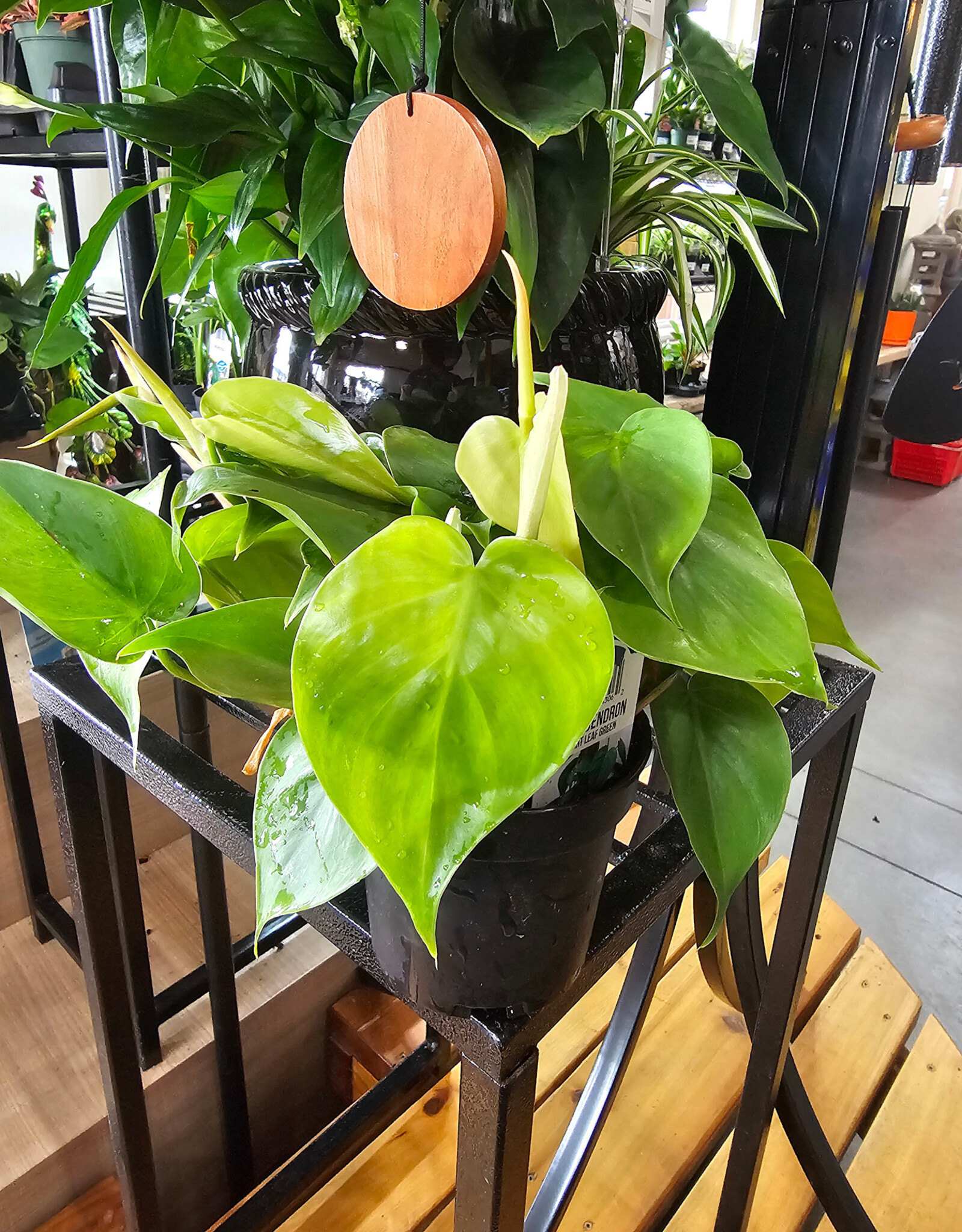 Philodendron Heart Leaf Assorted 4 inch