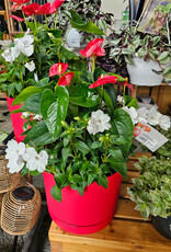 Canada Day Planter 75