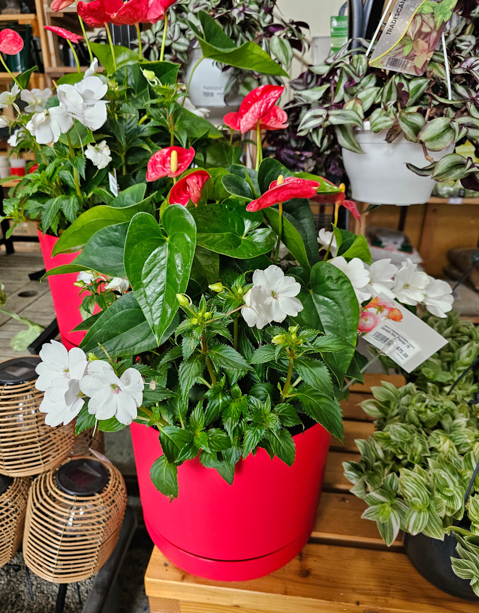 Canada Day Planter 75