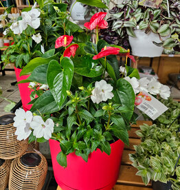 Anthurium Planter