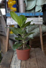 Ficus Audrey 6inch