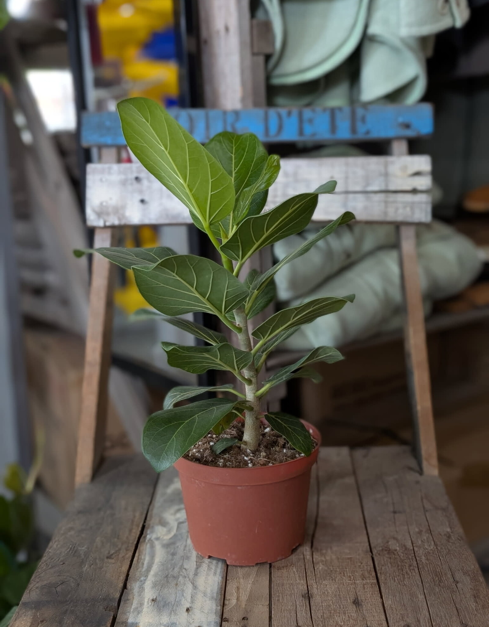 Ficus Audrey 6inch