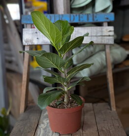 Ficus Audrey 6inch